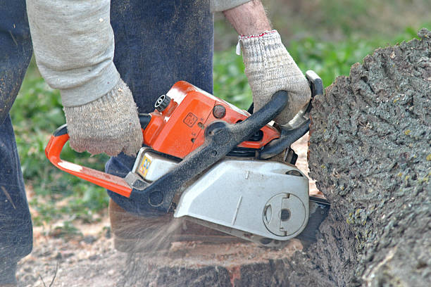 How Our Tree Care Process Works  in  Bridgewater Center, NJ